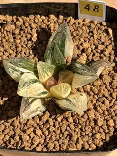 111b 多肉植物　ハオルチア　天涯万象錦　自家繁殖　抜き苗発送 82b 多肉植物 ハオルチア 天涯万象錦 自家繁殖 抜き苗発送 - メルカリ