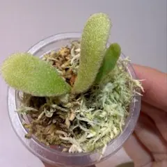 2026年最新】auburn riverの人気アイテム - メルカリ