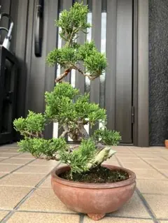 超大特価！真柏盆栽 糸魚川　文人風　究極の逸品！ 糸魚川真柏 約150年 | 雨竹亭オンラインショップ