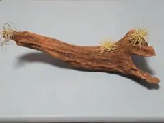 天然流木　煮沸済