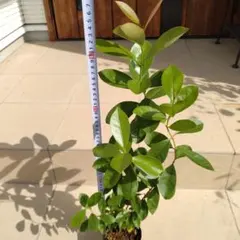 2025年最新】グァバの苗の人気アイテム - メルカリ