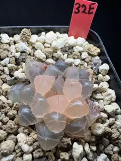 2d 多肉植物 ハオルチア 赤線錦糊斑 自家繁殖 鉢植え発送 - メルカリ