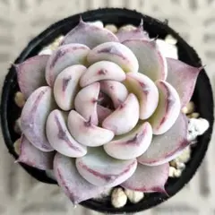 2026年最新】おらいさん苗 ブルーベリームーンの人気アイテム - メルカリ