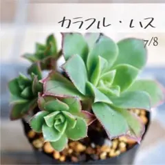 多肉植物【カラフル・ハス】 ポットごと or 抜き苗 6㎝ポットのサムネイル