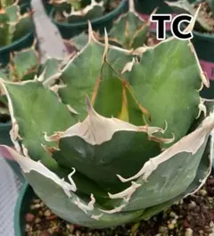 2025年最新】goodtanikuの人気アイテム - メルカリ