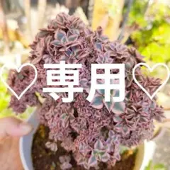 アエオニウム 女神錦　綴化　抜き苗 2025年最新】アエオニウム綴化の人気アイテム - メルカリ