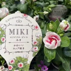 ぽんこ様 リクエスト 3点 まとめ商品