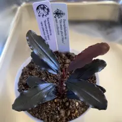 2026年最新】ブラウニーゴーストの人気アイテム - メルカリ