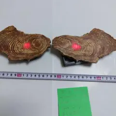 2026年最新】肥松 盆の人気アイテム - メルカリ