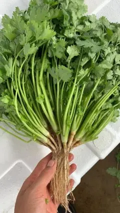 業務用/香菜/パクチー/埼玉県産/約5.0kg入/冷蔵発送 - メルカリ