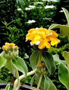 2025年最新】エルサレムキャンドルの人気アイテム - メルカリ