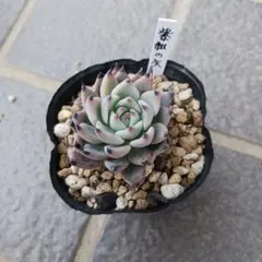 ミックスベリア 紫紺の矢 抜き苗