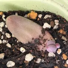 2026年最新】キャンディーグレープ 多肉植物の人気アイテム - メルカリ