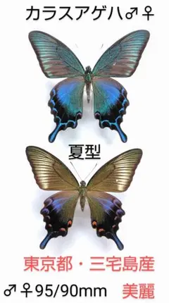 外国産蝶標本 シナカラスアゲハ 雲南省産 86mm 2025年最新】カラスアゲハ