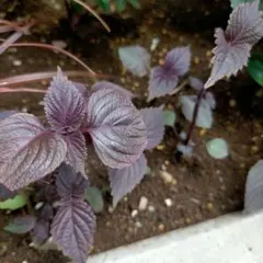 只今5本増量中‼️【大自然の中で育てた】赤紫蘇苗 10本＋5 - メルカリ