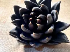 か*ん様 m 39新入荷　ブラックナイト　エケベリア　多肉植物　撮影4月21日