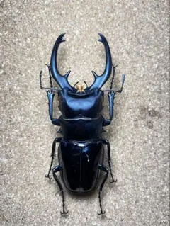 全商品送料無料【同時購入で60円引き】様 リクエスト 2点 まとめ商品