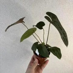 Anthurium AOS✖️RVDP斑入り - メルカリ
