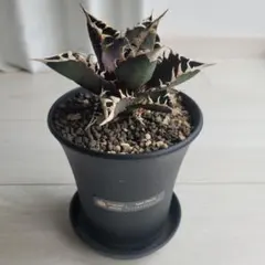 2026年最新】レッドキャットウィーズルの人気アイテム - メルカリ