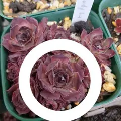 太郎様 リクエスト 3点 まとめ商品