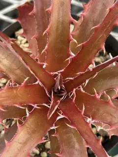 soulflower94様 リクエスト 4点 まとめ商品