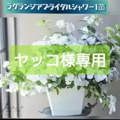 ヤッコ様専用【紫陽花】『ブライダルシャワー』『フレンチボレロ』１苗♪のサムネイル