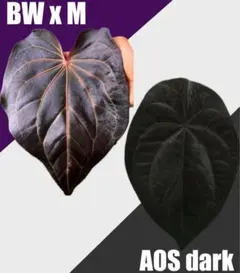 2025年最新】anthurium michelleの人気アイテム - メルカリ