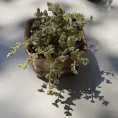 Hiro様 リクエスト 2点 まとめ商品