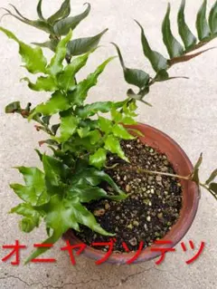 ソテツ 盆栽 2025年最新】ソテツ 盆栽の人気アイテム - メルカリ