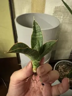 サンスベリア タンザニアアルシャ Sansevieria サンセベリア 希少