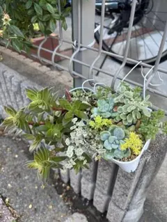 多肉植物　寄せ植え