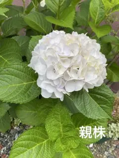 アジサイ 桜花乱舞 苗木 鉢植え 登録品種8号鉢8/21 - メルカリ
