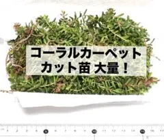 아주 많아요!돌나물이 듬뿍 들어간 코럴 카펫 컷 모종 푸드 팩