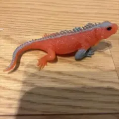 アンドコ ウミイグアナ