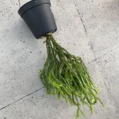 2025年最新】フペルジア トライアングルの人気アイテム - メルカリ