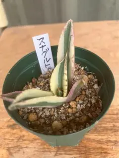 2026年最新】スナグルトゥースの人気アイテム - メルカリ