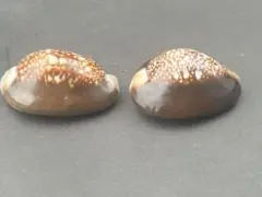 タカラガイ 置物