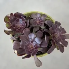 D＊多肉植物 アエオニウム サラダボール 抜き苗1ポット分 ＊ - メルカリ