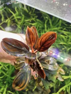 ブセファランドラsp.Super Blue Red Stem 水上株 - メルカリ