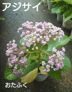 即購入可　オタフク（ウズ）アジサイ現物A抜き苗 即購入可 オタフク（ウズ）アジサイ現物A抜き苗 ウズアジサイ