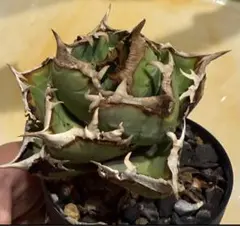 2026年最新】清櫻の人気アイテム - メルカリ