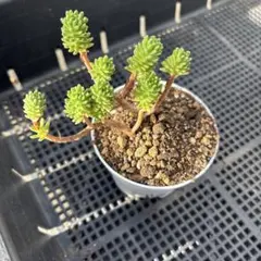 mimizuku ♪(´ε｀ )様専用