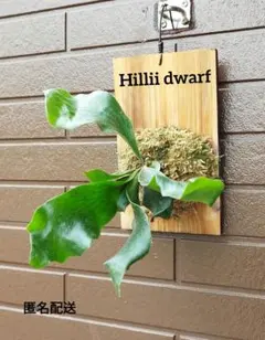 hillii dwarf ヒリードワーフ板付 ビカクシダ NO.8のサムネイル