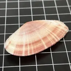 二枚貝 貝殻標本 小さな貝殻 ヤドカリのお宿 置物