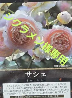 シクラメン様専用、izumirose、ロサオリエンティス、サシェ、7号大苗！のサムネイル
