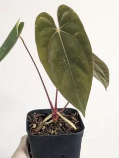 パ*ン様 アンスリウム papi RL（JV）× FS（JV） self パ*ン様 アンスリウム papi RL（JV）× FS（JV） self Anthurium