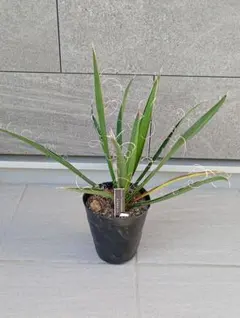 現地株 発根済 Sansevieria sp.デザイン鉢のまま発送 サンスベリア
