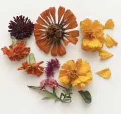 ドライフラワー 花材 詰め合わせ ハンドメイド素材