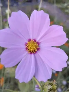 ♥♥大量♪コスモス　ピンク色の花の種☘️花柄ごと✨️