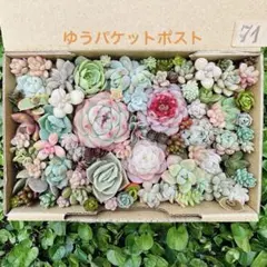 ✾71ちまちま寄せ植え　カット苗　多肉植物　寄せ植えセット　詰め合わせ